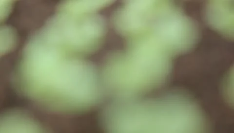 Seedling plants in soil Stock Footage 11344784