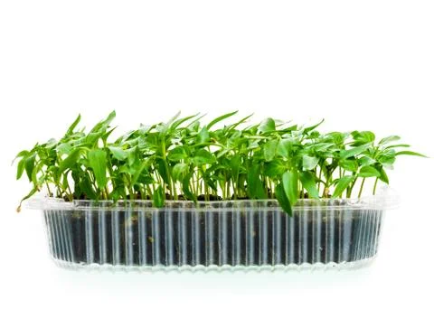 Seedling in plastic box Stock Photos