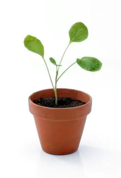 Seedling in Pot Foto stock