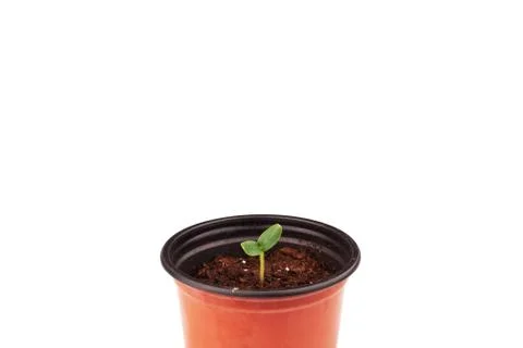 Seedling in a pot on a white background. Stock-Fotos