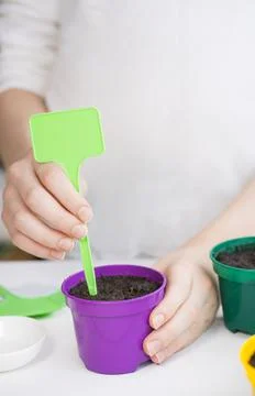 Seedling pots Foto stock
