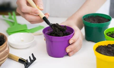 Seedling pots Foto stock