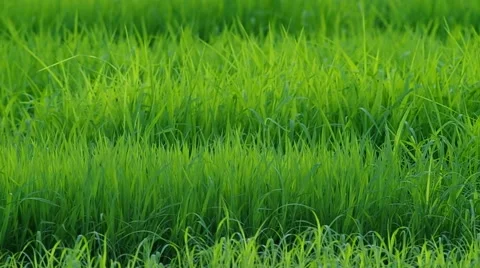 Seedling of the rice in the field Stock Footage 51721415