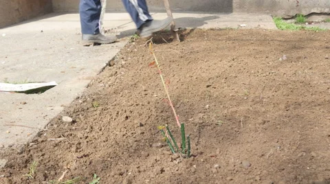 Seedling rose, gardener digging in the background, dolly shot, low angle view. Stock Footage 61414351