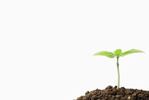 Seedling in soil Stock Photos