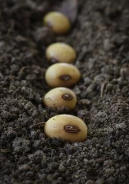 Seedling of soybean. Photos