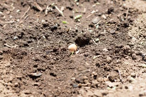 Seedling soybean Stock Photos