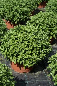 Seedling of spherical chrysanthemums in close-up plastic pots for planting. Stock Photos