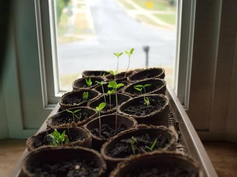 Seedling - Spring plants Stock Photos