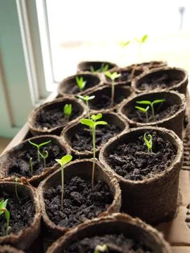 Seedling - Spring plants Stock Photos