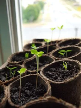 Seedling - Spring plants Stock Photos