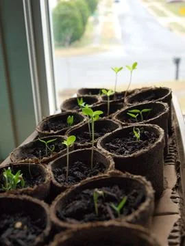 Seedling - Spring plants Stock Photos