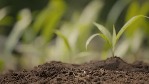 Seedling Sprout Soil Stock Footage 341957686