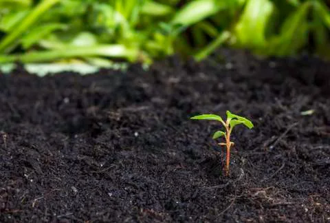 Seedling sprouting from the ground Stock Photos