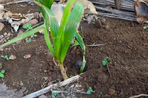 Seedling sprouting in rich soil under natural sunlight Stock Photos