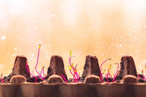 Seedling sprouts in an egg container Stock Photos