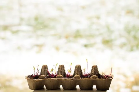 Seedling sprouts in an egg container Stock Photos