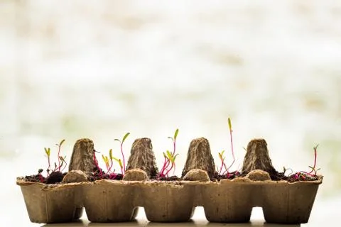 Seedling sprouts in an egg container Stock Photos