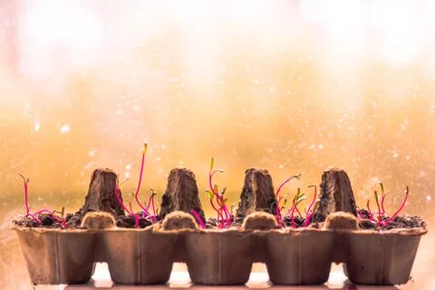 Seedling sprouts in an egg container Stock Photos