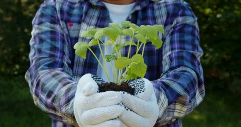 Seedling sprouts in the hands of a farmer. Caring of environment Video stock 199592312
