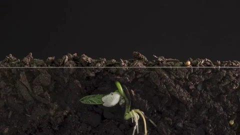 Seedling Sprouts from Soil: Time-Lapse Growth of Bean Plant Stock Footage 332636753