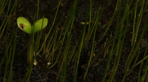 Seedling Timelapse Stock Footage 38745276