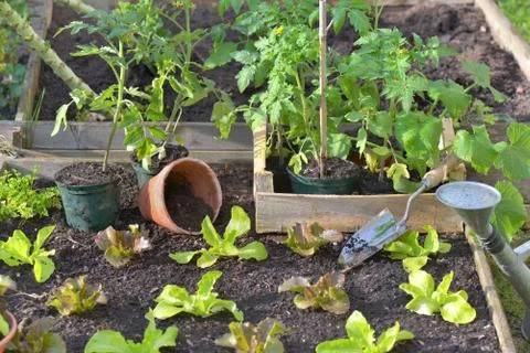 Seedling of tomato in a crate put on a vegetable garden and lettuce planted Stock Photos