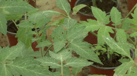 Seedling tomato plants Stock Footage 39665613