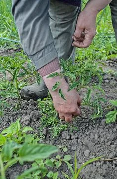 Seedling tomatoes in the hands Fotos Stock