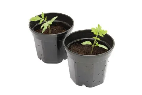 Seedling tomatoes Stock Photos