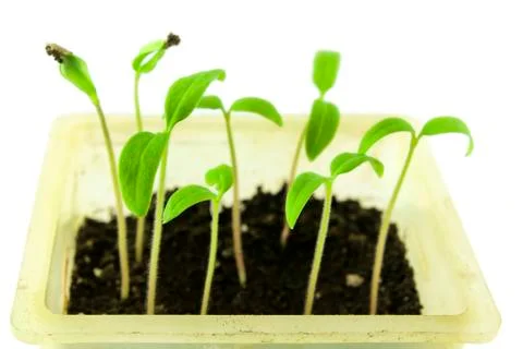 Seedling tomatoes Stock Photos