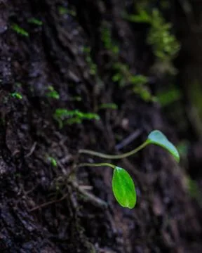 Seedling on a Tree Stock Photos