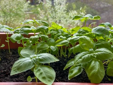 Seedling on a windowsill against the background of a window with raindrops Stock Photos