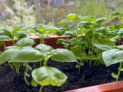 Seedling on a windowsill against the background of a window with raindrops Stock Photos
