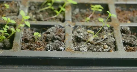Seedlings 2 Stock Footage 218042630