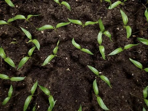 Seedlings After Germination Stock Photos