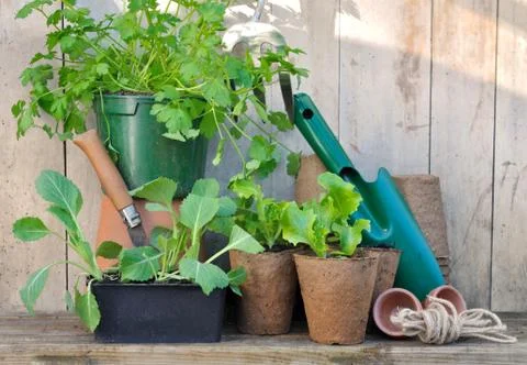 Seedlings and tools Stock Photos