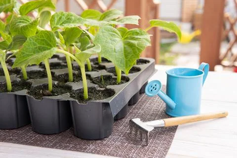 The seedlings are on the table at the dacha in the backyard. Stock Photos