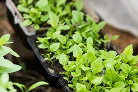 Seedlings of aster flowers Stock Photos