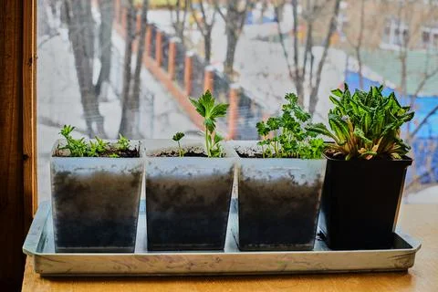 Seedlings on the balcony, the first days of spring 4 Stock Photos