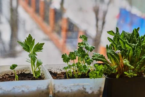 Seedlings on the balcony, the first days of spring 2 Stock Photos