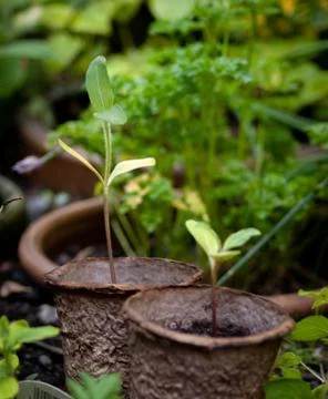 Seedlings in Biodegradable Pots 写真素材