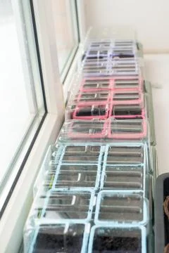 The seedlings from the boxes on the windowsill Stock Photos