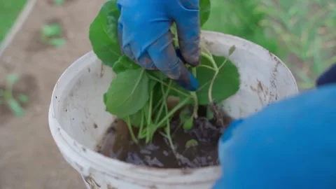 Seedlings in a bucket of water on the background of a vegetable garden. The Stock Footage 308404066