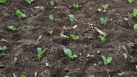 Seedlings of cabbage in the garden. Selective focus. Stock Footage 220215854