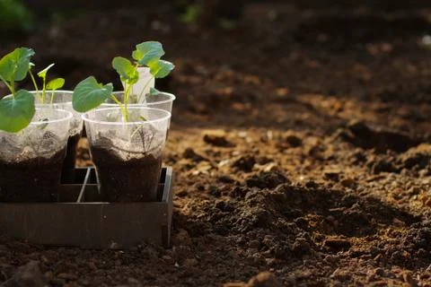 Seedlings of cabbage Stock Photos