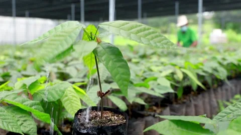 Seedlings of cacao in a row, and with some water on it Stock Footage 139946554