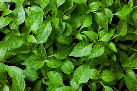 Seedlings closeup Stock Photos