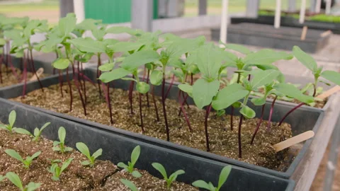 Seedlings in Container on Counter Stock Footage 312006479