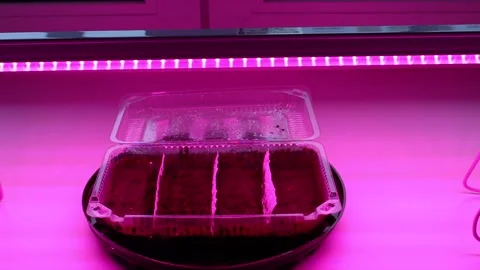 Seedlings in a container under a phytolamp on a window for better photosynthesis Stock Footage 293804527